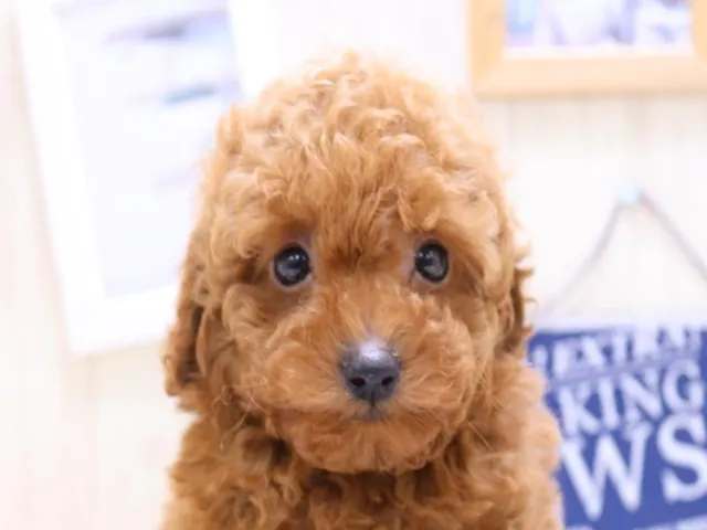 鳥取県のトイプードル(トイ) (ペッツワンFC鳥取店/2025年2月10日生まれ/男の子/レッド)の子犬